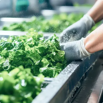 白衣の作業員が、清潔な食品加工工場でコンベア上の製品を注意深く検査しています。