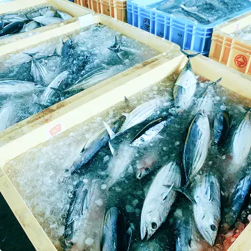 氷の上に並べられた新鮮な魚が、活気に満ちた市場の様子を伝えています。