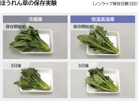 ほうれん草の保存実験