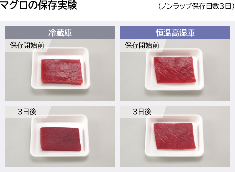 マグロの保存実験