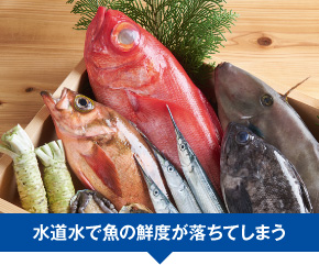 水道水で魚の鮮度が落ちてしまう