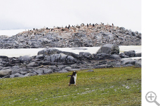 より安全な場所を求めて、アデリーペンギンの繁殖地は移動しつつある