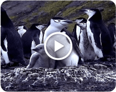 ヒゲペンギン ペンギンライブラリー ホシザキ株式会社