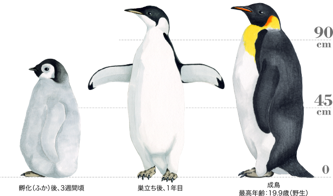 エンペラーペンギン