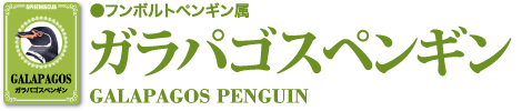 ガラパゴスペンギン