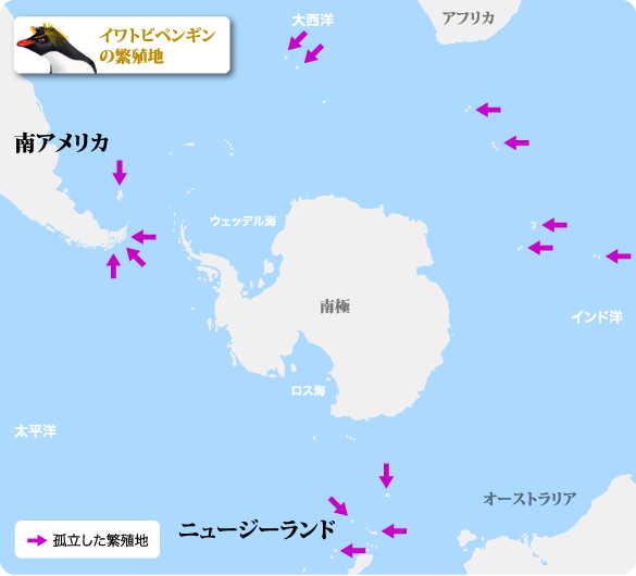 イワトビペンギン ペンギンライブラリー ホシザキ株式会社