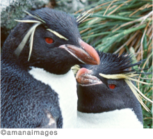 イワトビペンギン ペンギンライブラリー ホシザキ株式会社