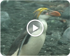 ロイヤルペンギン ペンギンライブラリー ホシザキ株式会社