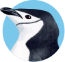 ヒゲペンギン