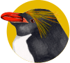 マカロニペンギン