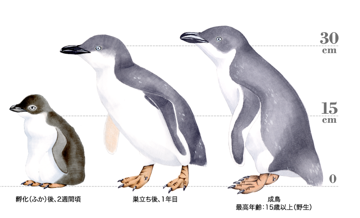 ハネジロペンギン