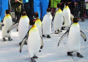 ペンギン
