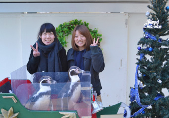 ペンギン