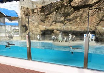 ペンギン