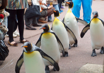 ペンギン