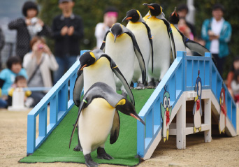 ペンギン