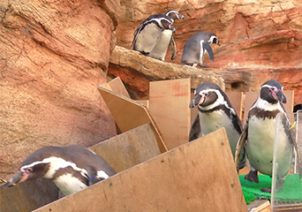 ペンギン