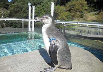 ペンギン