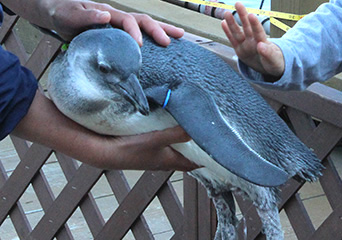 ペンギン
