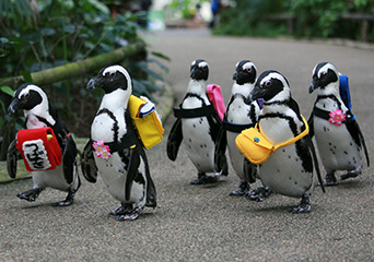 ペンギン