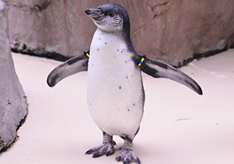 ペンギン