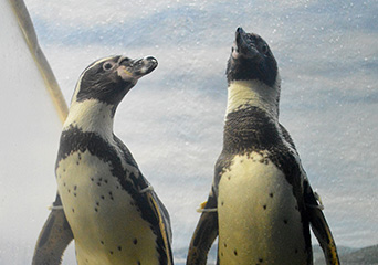 ペンギン