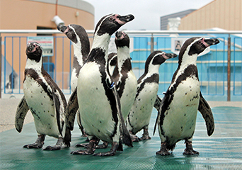 ペンギン