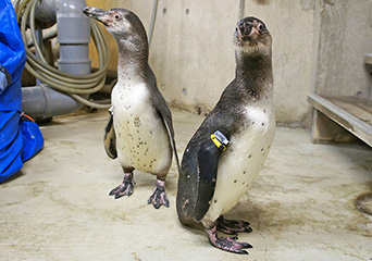 ペンギン