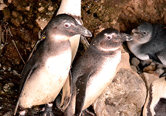 ペンギン