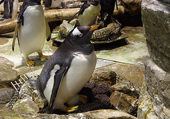 ペンギン