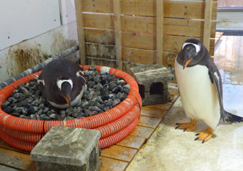 ペンギン