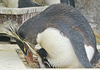 ペンギン