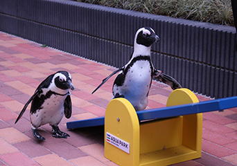 ペンギン