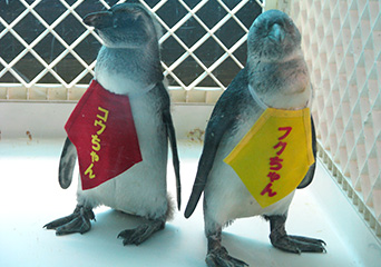 ペンギン