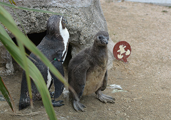 ペンギン