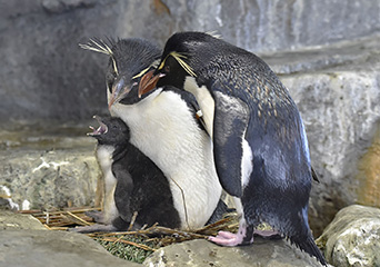 ペンギン