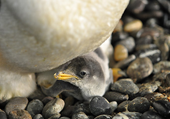 ペンギン