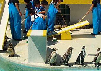 ペンギン