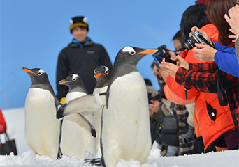 ペンギン