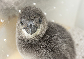 ペンギン