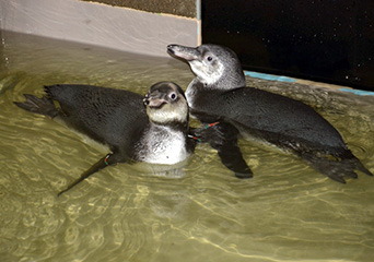 ペンギン