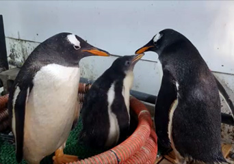 ペンギン