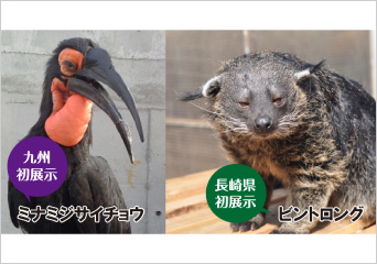 ペンギン