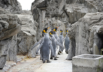 ペンギン