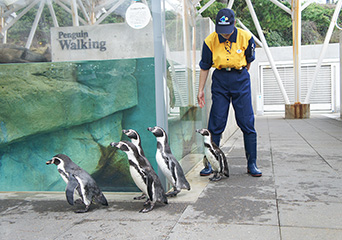 ペンギン