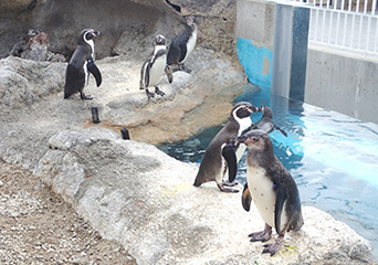 ペンギン