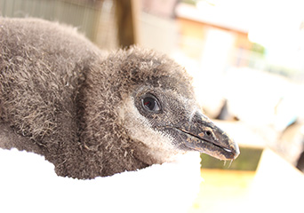 ペンギン