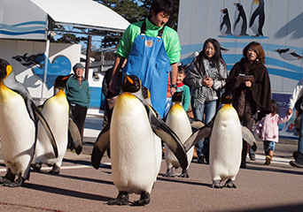 ペンギン