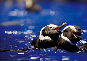 ペンギン