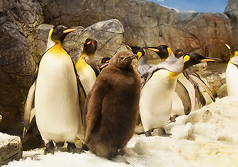 ペンギン